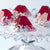 Cranberry Shots With A Coconut Twist