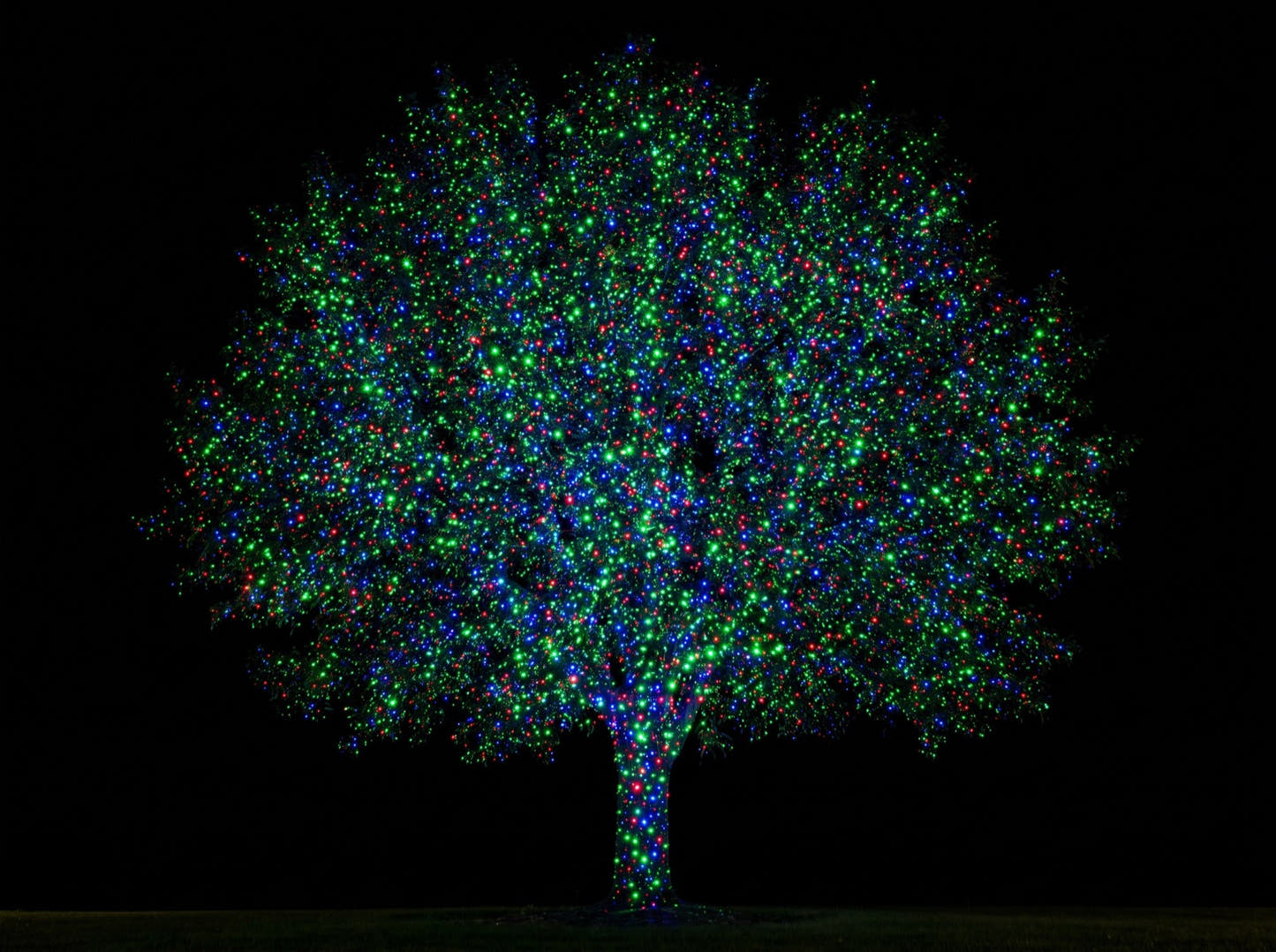All three colours - a whole tree densely covered in red, green and blue laser dots