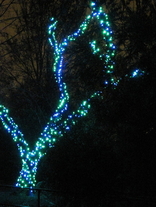 Tree wrapped in blue and green solar fairy lights at night